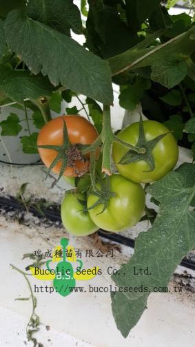Beef Steak Tomato 9761 - Beef Steak Tomato 9761 (9)